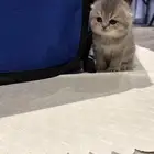 سكوتش فولد (مستوى جدا  قوي  )