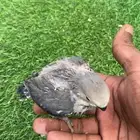 فروخ روز ألوان حلوه وتقبل غر ماشاءلله