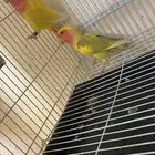 جوز روز بعياله