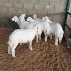 طليان حريات ذبايح