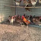 دجاج بلدي موقع دوادمي