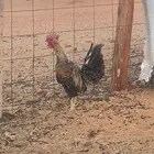 ديك بلدي للبيع مشروط الصحه