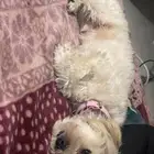 كلب لتبني