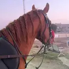 حصان واهو للبيع