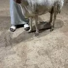 حريه دافع