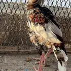 ديك شامو بصحه ممتازه