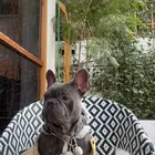 للبيع   كلب French Bulldog بيور ومميز جدا