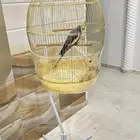 للبيع ببغاء كروان