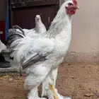 ديوك براهما
