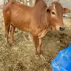 ثور فحل بلدي