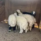بهم نعيم طيب