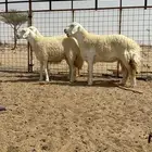 رخال ضغط عالي صنف