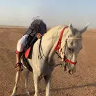 حصان