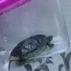 سلاحف برماوي