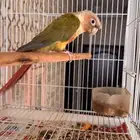 ذكر كنيور اناناس رد فاكتور صبغه محلل ( تم البيع)