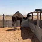 بكره