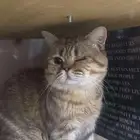 قط سكوتش ستريت للتبني (تم التبني)
