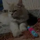 قطوه شيرازي للبيع