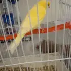 كناري ذكر مغرد اصفر