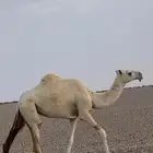 حقه عقابيه
