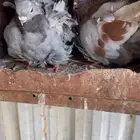 ابها