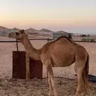 بكره مفروده للبيع