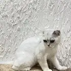 للبيع- سكوتش فولد (Scottish Fold)