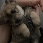 جرو مالتيز وا مكشاير العمر 3 اشهر للبيع