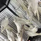 كروان البينو جملة 325 و فرادي