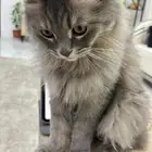 قط شيرازي ذكر