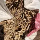 كف مريم او كفنه و  دوم
