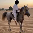 حصان حار شعبي