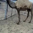بكره صفرا