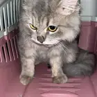 قطوتين للتبني