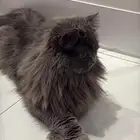 قطه
