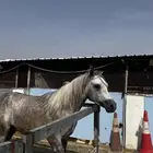 حصان عربي اصيل ب اوراق