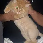 قط قطة للتبني