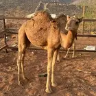 قعدان