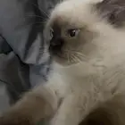 قطط هملايا