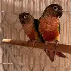 زوج كنيور يلو سايد رد فاكتور صبغه قويه مستوى فاخر