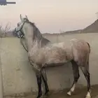 خيل شعبي