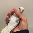 ببغاء  طير روز أنثى