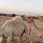 قعدان شحم