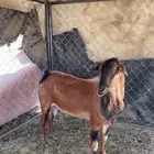 تيس فحل
