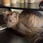 انثه العمر 9شهور