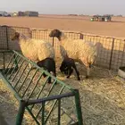 نعيم رغااايث