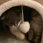 سكوتش فولد للبيع