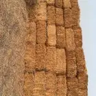 برسيم طبرجل