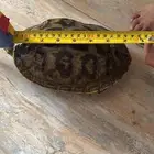 للبيع سلحفاة كبيره