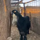 تيس عارضي خصم